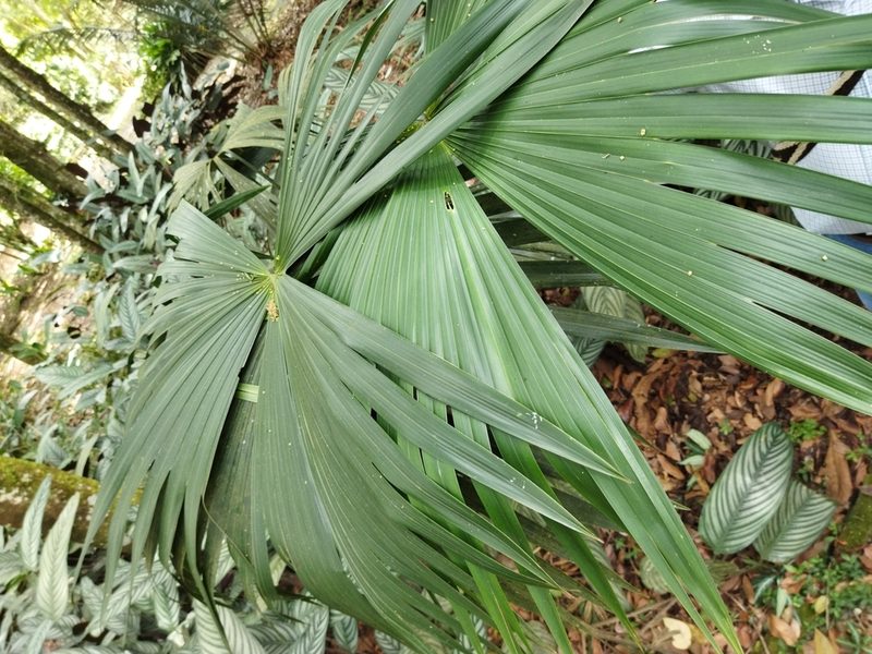Carludovica palmata, photographed by Thalia M. Mite