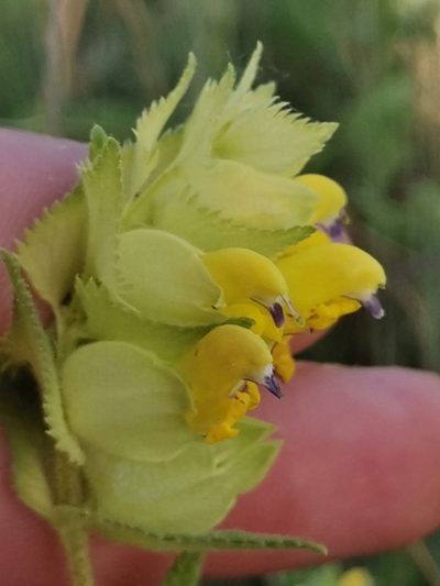 Rhinanthus rumelicus, photographed by Ljaž