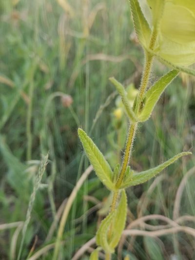 Rhinanthus rumelicus, photographed by Ljaž