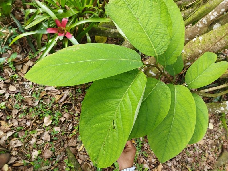 Passiflora magnoliifolia, photographed by Thalia M. Mite