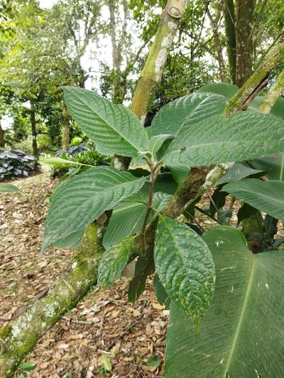 Trichanthera gigantea, photographed by Thalia M. Mite