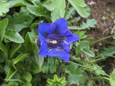 Gentiana acaulis, photographed by Attila Oláh