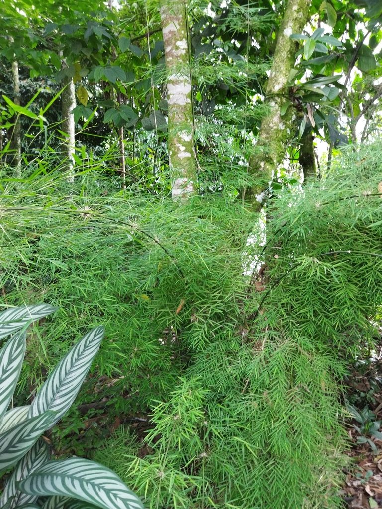Rhipidocladum racemiflorum, photographed by Thalia M. Mite