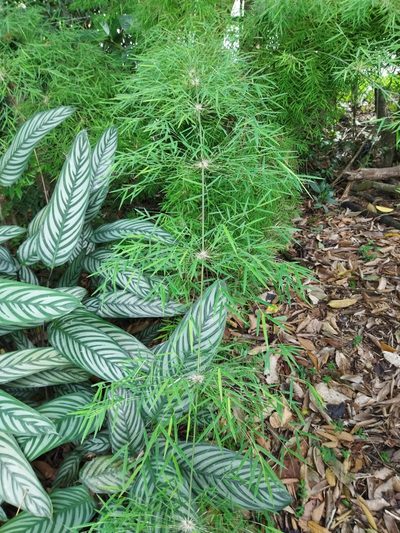 Rhipidocladum racemiflorum, photographed by Thalia M. Mite