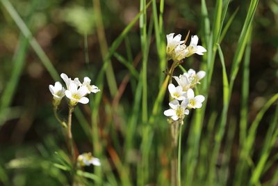 Saxifraga granulata, photographed by Bee Together