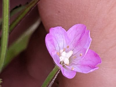 Epilobium montanum, photographed by Piermario Maculan