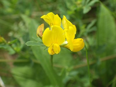 Lotus pedunculatus, photographed by Jeff Jones