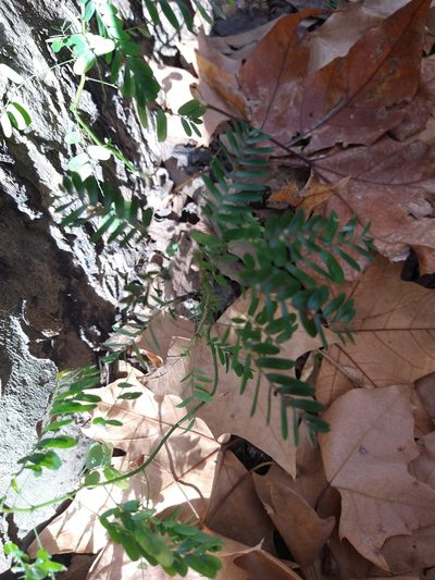Phyllanthus niruri, photographed by Pablo