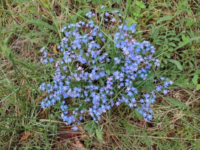 Myosotis stenophylla, photographed by Erwin Gruber
