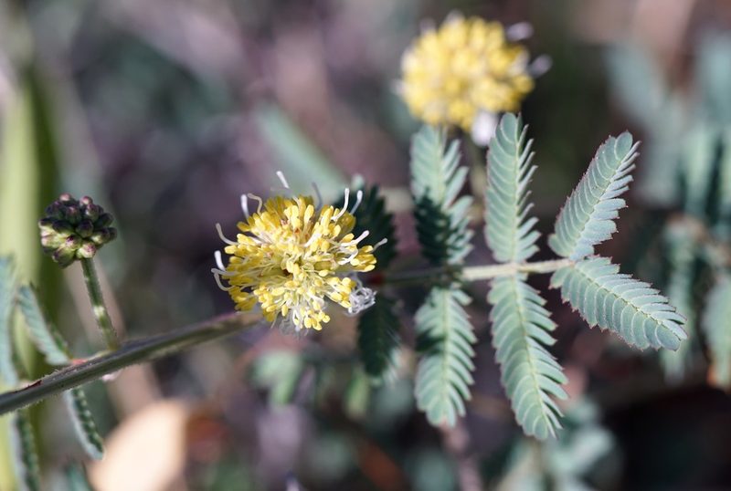 Desmanthus cooleyi, photographed by Andrew Tree