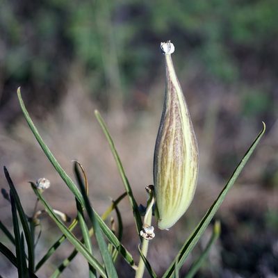Asclepias asperula, photographed by Andrew Tree