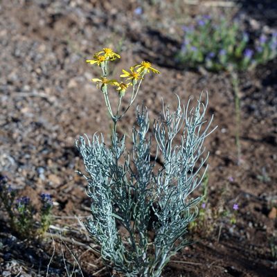 Senecio flaccidus, photographed by Andrew Tree