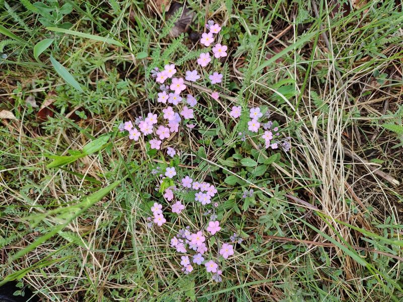 Myosotis stenophylla, photographed by Erwin Gruber