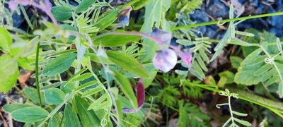 Lathyrus linifolius, photographed by KAR