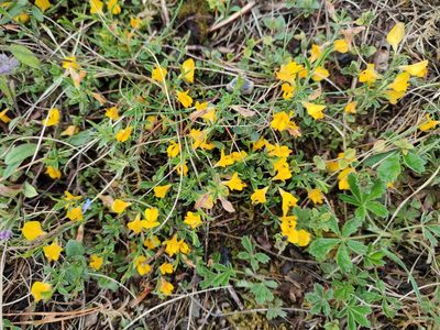 Genista pilosa, photographed by Erwin Gruber
