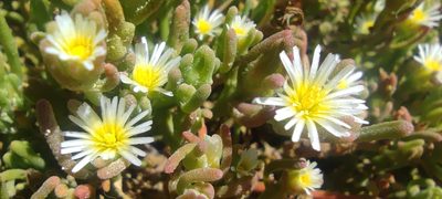 Mesembryanthemum nodiflorum, photographed by Santiago Martín-Bravo