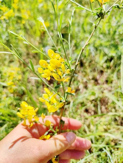 Genista januensis, photographed by Nicola Faulks