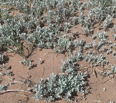 Artemisia stelleriana, photographed by scaup
