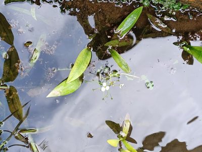 Alisma plantago-aquatica, photographed by Sandra Cellina