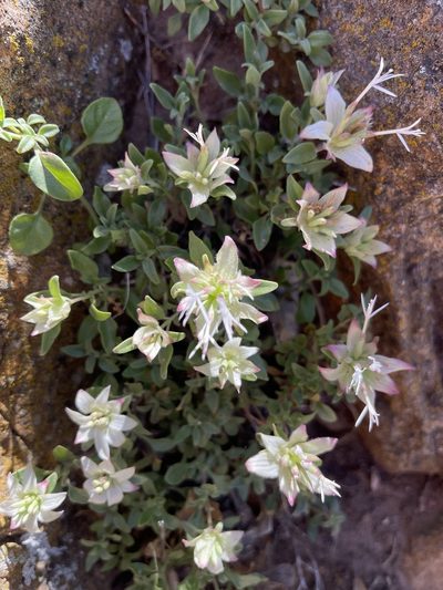 Monardella nana, photographed by Dee Shea Himes