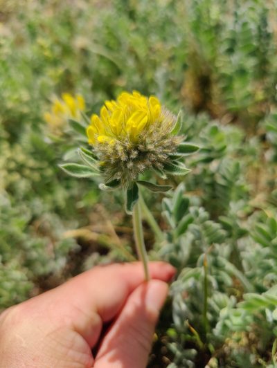 Anthyllis aurea, photographed by Nicola Faulks