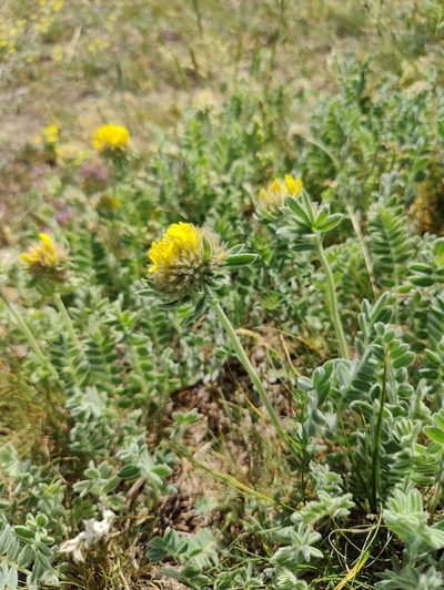 Anthyllis aurea, photographed by Nicola Faulks