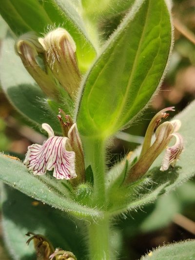 Ajuga laxmannii, photographed by Nicola Faulks