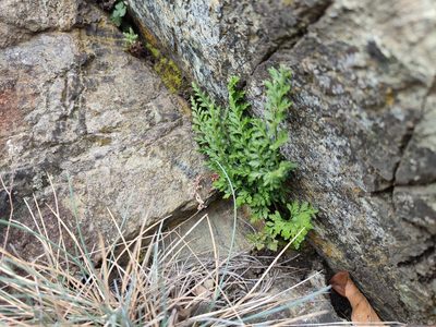 Asplenium cuneifolium, photographed by Erwin Gruber