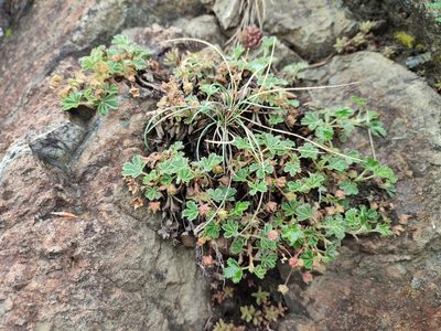 Potentilla incana, photographed by Erwin Gruber