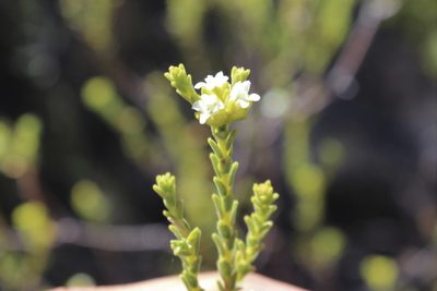 Euchaetis vallis-simiae, photographed by Karen Eichholz