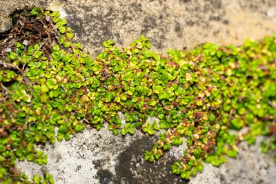 Soleirolia soleirolii, photographed by Andrew Skotnicki
