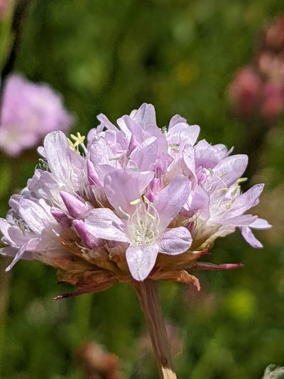 Armeria arenaria, photographed by Denis Bastianelli
