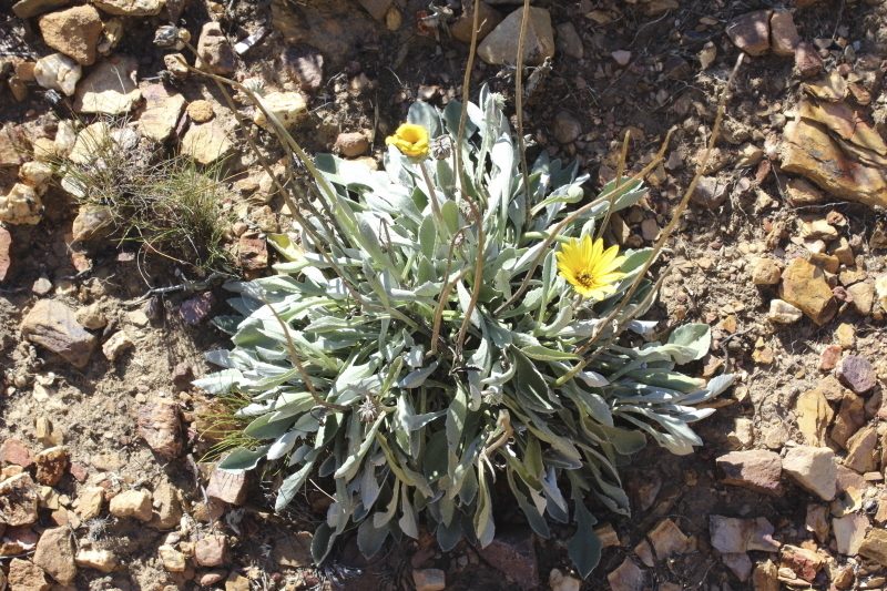 Arctotis linearis, photographed by Karen Eichholz
