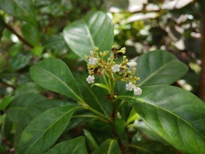 Psychotria ligustrifolia, photographed by Kurt Miller