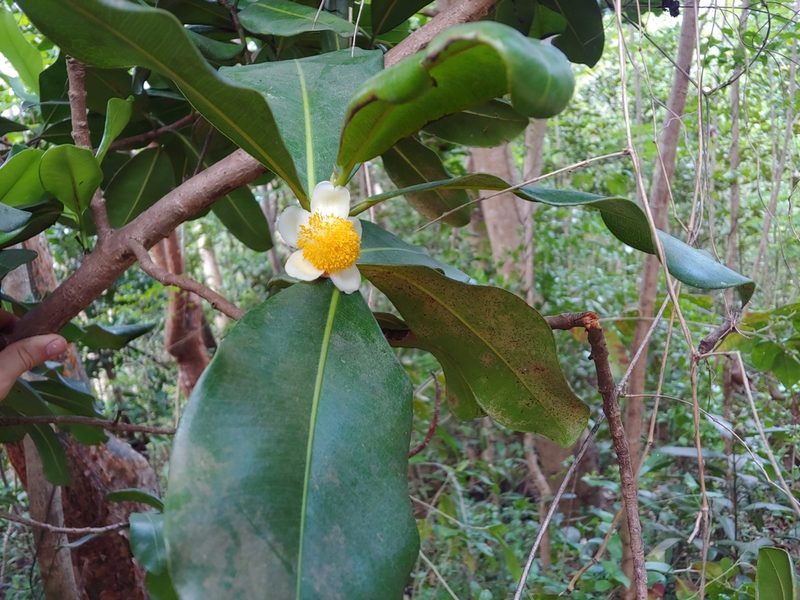 Mammea americana, photographed by Kurt Miller