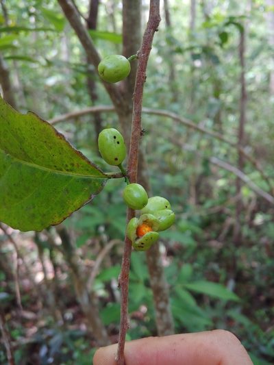 Casearia guianensis, photographed by Kurt Miller