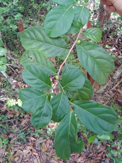 Casearia guianensis, photographed by Kurt Miller