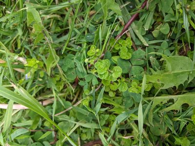 Veronica filiformis, photographed by Piermario Maculan