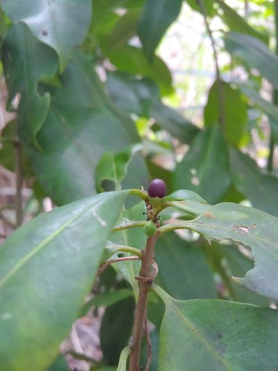 Cestrum macrophyllum, photographed by Kurt Miller