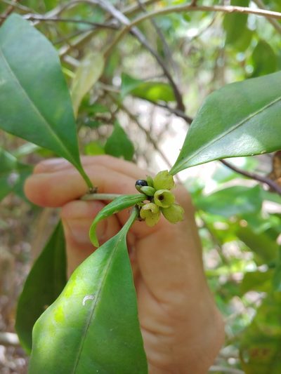 Cestrum macrophyllum, photographed by Kurt Miller