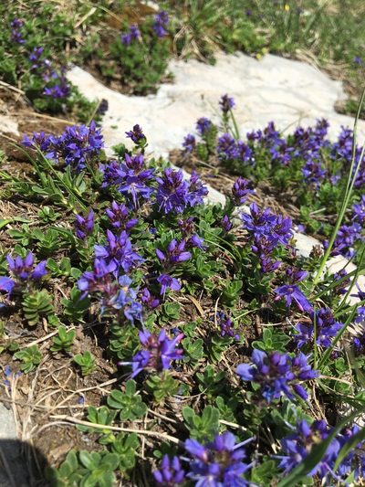 Veronica saturejoides, photographed by Mirko Ubović