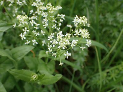 Lepidium draba, photographed by SK53