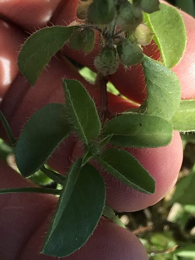 Ocimum americanum, photographed by Ryan Donnelly
