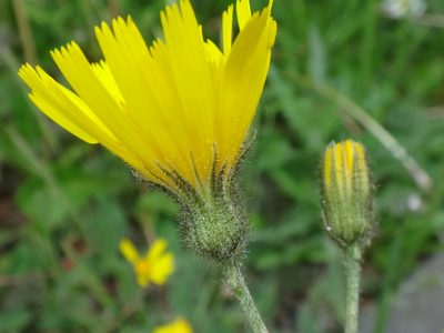 Hieracium maculatum, photographed by Christian Berg