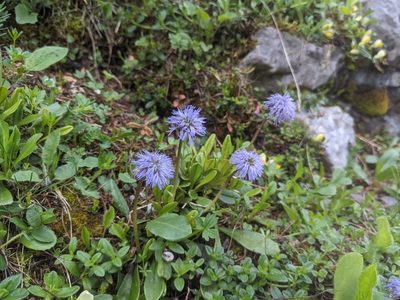 Globularia nudicaulis, photographed by Attila Oláh