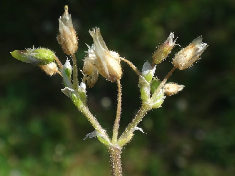 Cerastium semidecandrum, photographed by Christian Berg