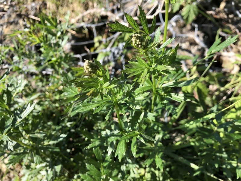 Thalictrum flavum, photographed by Jason Grant