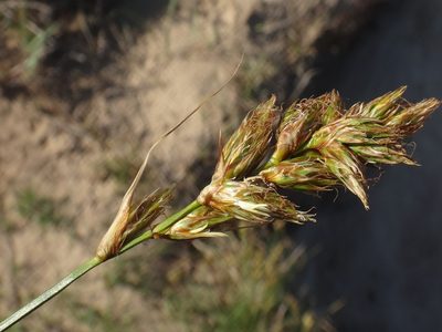 Carex arenaria, photographed by Christian Berg