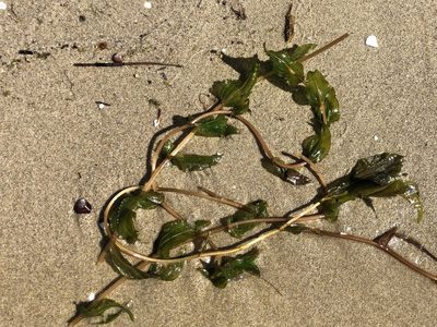 Potamogeton perfoliatus, photographed by Jason Grant