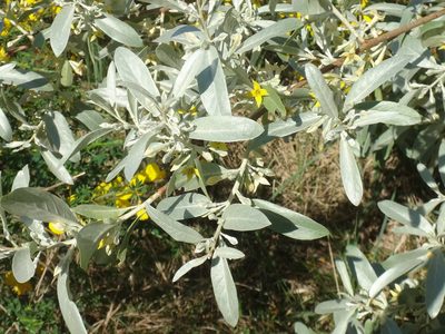 Elaeagnus angustifolia, photographed by Christian Berg